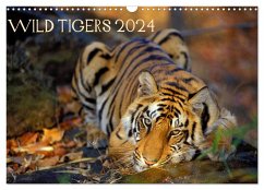 Wild Tigers 2024 (Wall Calendar 2024 DIN A3 landscape), CALVENDO 12 Month Wall Calendar