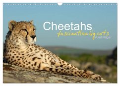 Cheetahs fascinating big cats (Wall Calendar 2024 DIN A3 landscape), CALVENDO 12 Month Wall Calendar