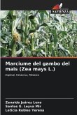 Marciume del gambo del mais (Zea mays L.)