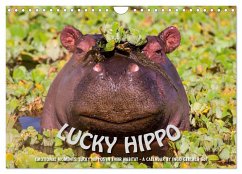 Emotional Moments: Lucky Hippo / UK-Version (Wall Calendar 2024 DIN A4 landscape), CALVENDO 12 Month Wall Calendar