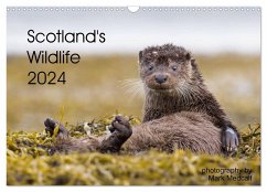 Scotland's Wildlife 2024 (Wall Calendar 2024 DIN A3 landscape), CALVENDO 12 Month Wall Calendar