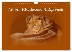 Chiots Rhodesian Ridgeback (Calendrier mural 2024 DIN A4 vertical), CALVENDO calendrier mensuel