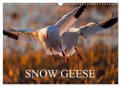 SNOW GEESE (Wall Calendar 2024 DIN A3 landscape), CALVENDO 12 Month Wall Calendar - Henry, Philippe