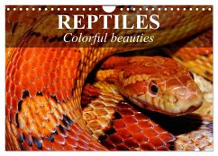 Reptiles Colorful beauties (Wall Calendar 2024 DIN A4 landscape), CALVENDO 12 Month Wall Calendar