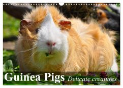 Guinea Pigs Delicate creatures (Wall Calendar 2024 DIN A3 landscape), CALVENDO 12 Month Wall Calendar