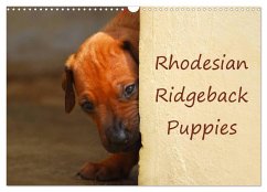 Rhodesian Ridgeback Puppies (Wall Calendar 2024 DIN A3 landscape), CALVENDO 12 Month Wall Calendar