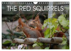 The red squirrels (Wall Calendar 2024 DIN A4 landscape), CALVENDO 12 Month Wall Calendar - Adam, Heike