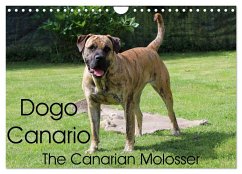 Dogo Canario, the Canarian Molosser (Wall Calendar 2024 DIN A4 landscape), CALVENDO 12 Month Wall Calendar