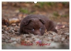 Aussie Puppies (Wall Calendar 2024 DIN A3 landscape), CALVENDO 12 Month Wall Calendar - Muenzel-Hashish, Angela