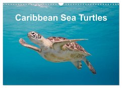 Caribbean Sea Turtles (Wall Calendar 2024 DIN A3 landscape), CALVENDO 12 Month Wall Calendar - Tilo Kühnast - naturepics, Yvonne