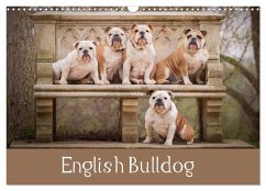 English Bulldog (Wall Calendar 2024 DIN A3 landscape), CALVENDO 12 Month Wall Calendar