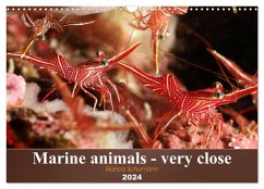 Marine animals - very close (Wall Calendar 2024 DIN A3 landscape), CALVENDO 12 Month Wall Calendar