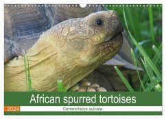 African spurred tortoises (Wall Calendar 2024 DIN A3 landscape), CALVENDO 12 Month Wall Calendar