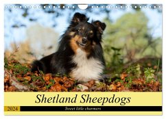 Shetland Sheepdogs - Sweet little charmers (Wall Calendar 2024 DIN A4 landscape), CALVENDO 12 Month Wall Calendar