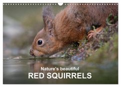 Nature's beautiful red squirrels (Wall Calendar 2024 DIN A3 landscape), CALVENDO 12 Month Wall Calendar