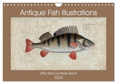 Antique fish illustrations after Elieser Bloch (Wall Calendar 2024 DIN A4 landscape), CALVENDO 12 Month Wall Calendar