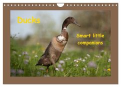 Ducks - Smart litte companions (Wall Calendar 2024 DIN A4 landscape), CALVENDO 12 Month Wall Calendar - Muenzel-Hashish, Angela