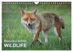 Beautiful British WILDLIFE (Wall Calendar 2024 DIN A4 landscape), CALVENDO 12 Month Wall Calendar - Tunnicliffe, Alan