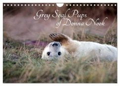 Grey Seal Pups of Donna Nook (Wall Calendar 2024 DIN A4 landscape), CALVENDO 12 Month Wall Calendar