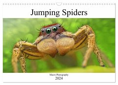 Jumping Spiders (Wall Calendar 2024 DIN A3 landscape), CALVENDO 12 Month Wall Calendar