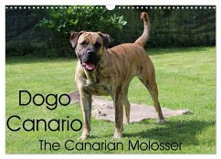 Dogo Canario, the Canarian Molosser (Wall Calendar 2024 DIN A3 landscape), CALVENDO 12 Month Wall Calendar