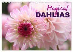 Magical Dahlias (Wall Calendar 2024 DIN A3 landscape), CALVENDO 12 Month Wall Calendar