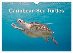 Caribbean Sea Turtles (Wall Calendar 2024 DIN A4 landscape), CALVENDO 12 Month Wall Calendar