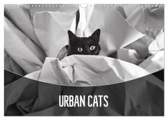 Urban Cats (Wall Calendar 2024 DIN A3 landscape), CALVENDO 12 Month Wall Calendar