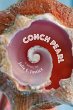 Conch Pearl - Bild 1
