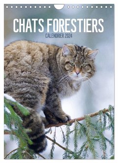 Chats forestiers (Calendrier mural 2024 DIN A4 horizontal), CALVENDO calendrier mensuel