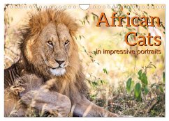 African Cats in impressive portraits (Wall Calendar 2024 DIN A4 landscape), CALVENDO 12 Month Wall Calendar