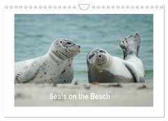 Seals on the Beach (Wall Calendar 2024 DIN A4 landscape), CALVENDO 12 Month Wall Calendar