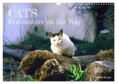 Cats - Encounters on the Way (Wall Calendar 2024 DIN A3 landscape), CALVENDO 12 Month Wall Calendar