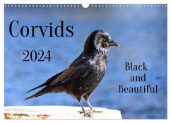 Corvids - Black and Beautiful (Wall Calendar 2024 DIN A3 landscape), CALVENDO 12 Month Wall Calendar - Voss, Kathrin