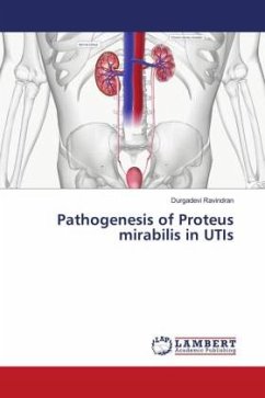 Pathogenesis of Proteus mirabilis in UTIs