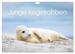 Junge Kegelrobben (Wandkalender 2024 DIN A4 quer), CALVENDO Monatskalender - Oberholzer - www.davidoberholzer.ch, David