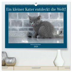 Ein kleiner Kater entdeckt die Welt! (hochwertiger Premium Wandkalender 2024 DIN A2 quer), Kunstdruck in Hochglanz