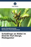 Schädlinge an Niébé im Distrikt Port-Bergé, Madagaskar