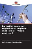 Formation de cals et régénération végétale chez le blé (Triticum aestivum)