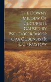 The Downy Mildew Of Cucurbits Caused By Pseudoperonospora Cubensis (b. & C.) Rostow