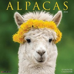 Alpacas 2024 12 X 12 Wall Calendar - Willow Creek Press