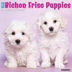 Just Bichon Frise Puppies 2024 12 X 12 Wall Calendar