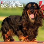 Just Miniature Dachshunds 2024 12 X 12 Wall Calendar