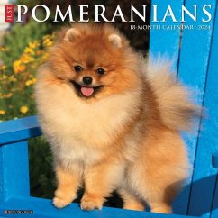 Just Pomeranians 2024 12 X 12 Wall Calendar - Willow Creek Press