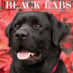 Just Black Labs 2024 12 X 12 Wall Calendar