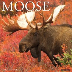 Moose 2024 12 X 12 Wall Calendar - Willow Creek Press