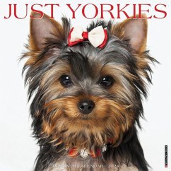 Just Yorkies 2024 12 X 12 Wall Calendar - Willow Creek Press