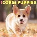 Just Corgi Puppies 2024 12 X 12 Wall Calendar