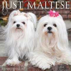 Just Maltese 2024 12 X 12 Wall Calendar - Willow Creek Press