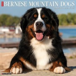 Just Bernese Mountain Dog 2024 12 X 12 Wall Calendar - Willow Creek Press